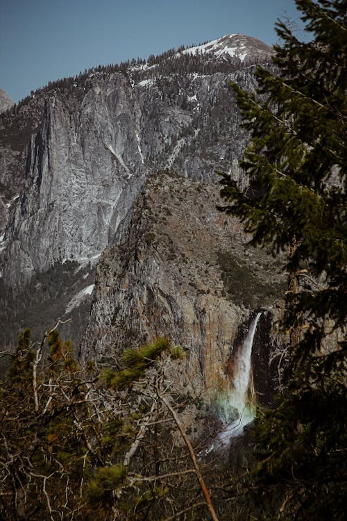 Coniferous Trees in a Mountain Valley 