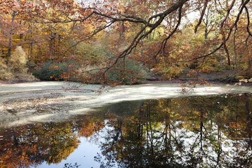 Free Autumn scenery with vibrant foliage reflecting in a tranquil forest lake in Rambouillet, France. Stock Photo