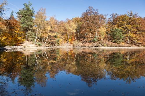 Free Serene autumn reflection on a forest lake in Rambouillet, France. Captures the beauty of fall foliage. Stock Photo