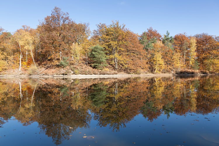 Reflection Of Trees On The Lake 