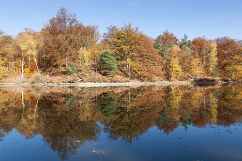 Free Serene view of autumn trees reflecting in a tranquil lake in Rambouillet, France. Stock Photo