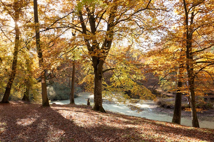 Tall Trees Beside A Lake