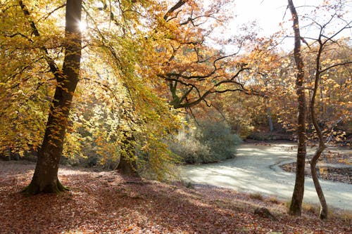 Autumn Trees in the Forest