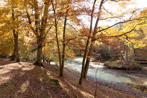 Безкоштовне стокове фото на тему «ліс, осінні дерева, осінні кольори»