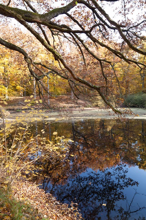 Trees Beside a Lake