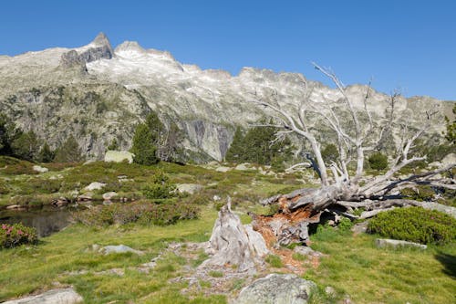 Foto profissional grátis de área, árvore, beleza