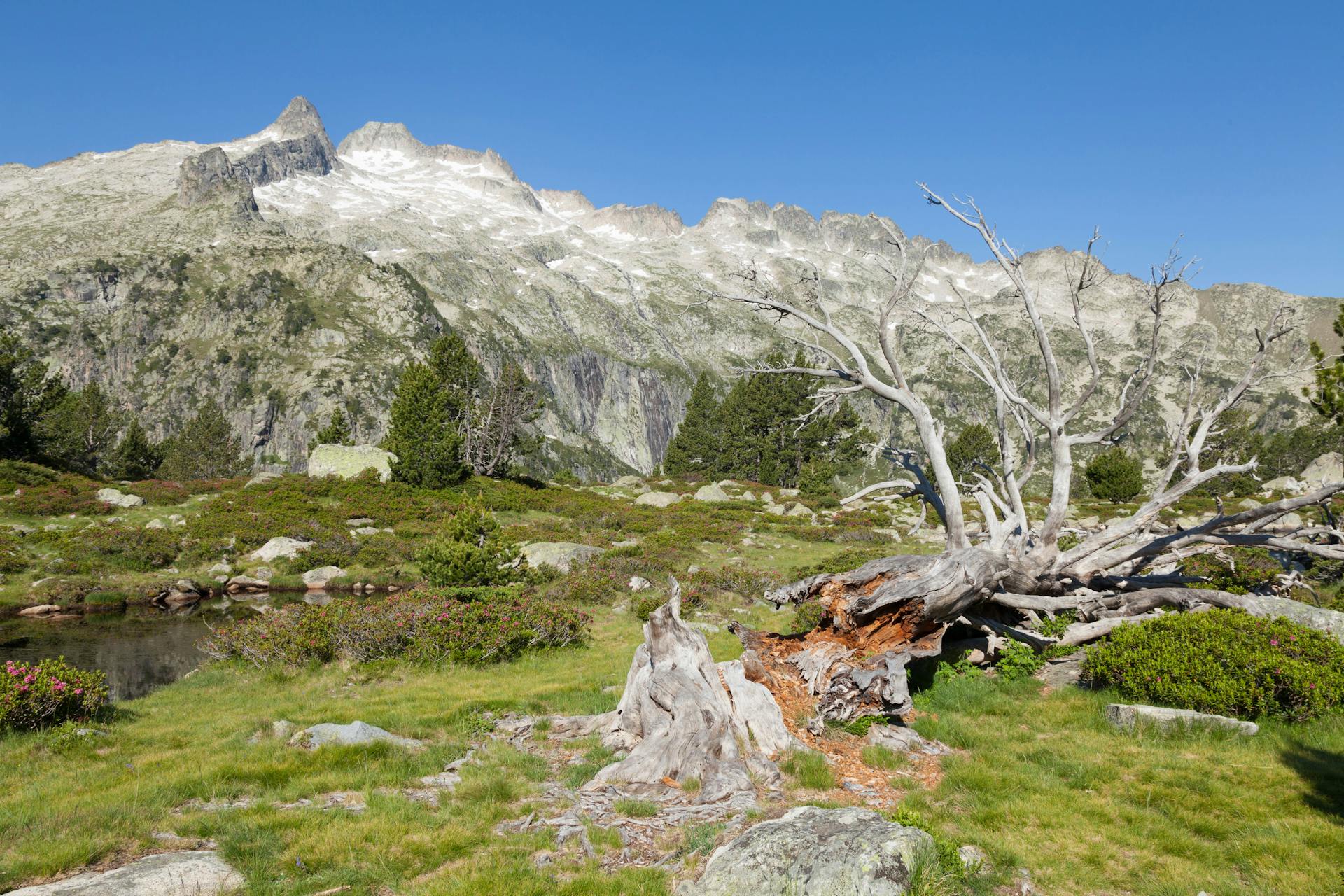 View of Broken Tree by a Lake and Mountain in the French Pyrenees