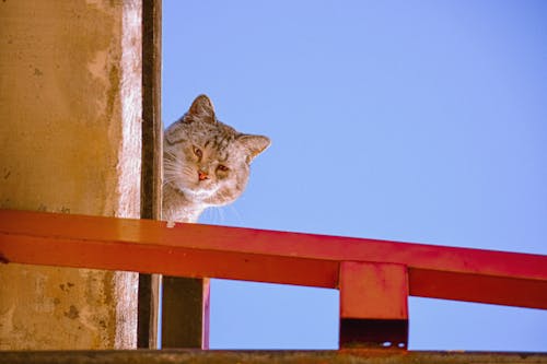 Gato callejero arriba del techo