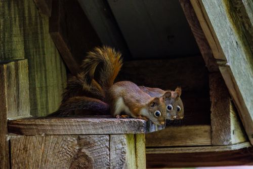 Free Two squirrels peeking from a wooden structure, showcasing curiosity and natural wildlife behavior. Stock Photo