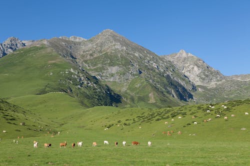 Immagine gratuita di animali della fattoria, campo d'erba, cielo azzurro