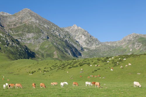 Immagine gratuita di animali della fattoria, campo d'erba, cielo azzurro