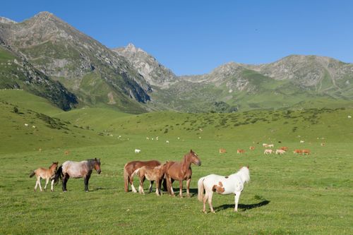 Free Horses grazing in the scenic mountains of Luz-Saint-Sauveur, Occitanie, France. Stock Photo