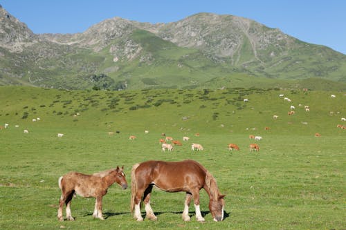 arazi, atlar, besi hayvanları içeren Ücretsiz stok fotoğraf