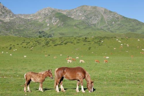 Fotos de stock gratuitas de agricultura, animales, caballos