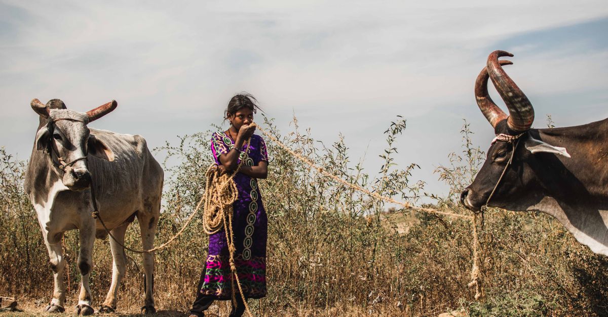 jie cattle keepers