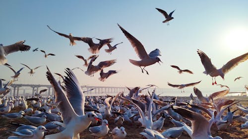動物, 動物攝影, 海鷗 的 免費圖庫相片