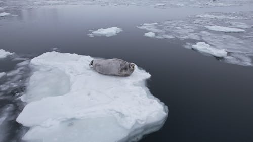 Breaking Spring Ice Floe At The Sea Stock Photo, Picture and Royalty Free  Image. Image 12646141.