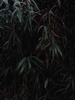 willow leaves dark bamboo