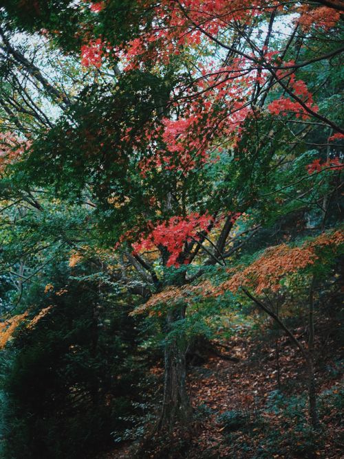 Free Colorful autumn leaves in a tranquil forest scene, showing nature's seasonal beauty. Stock Photo