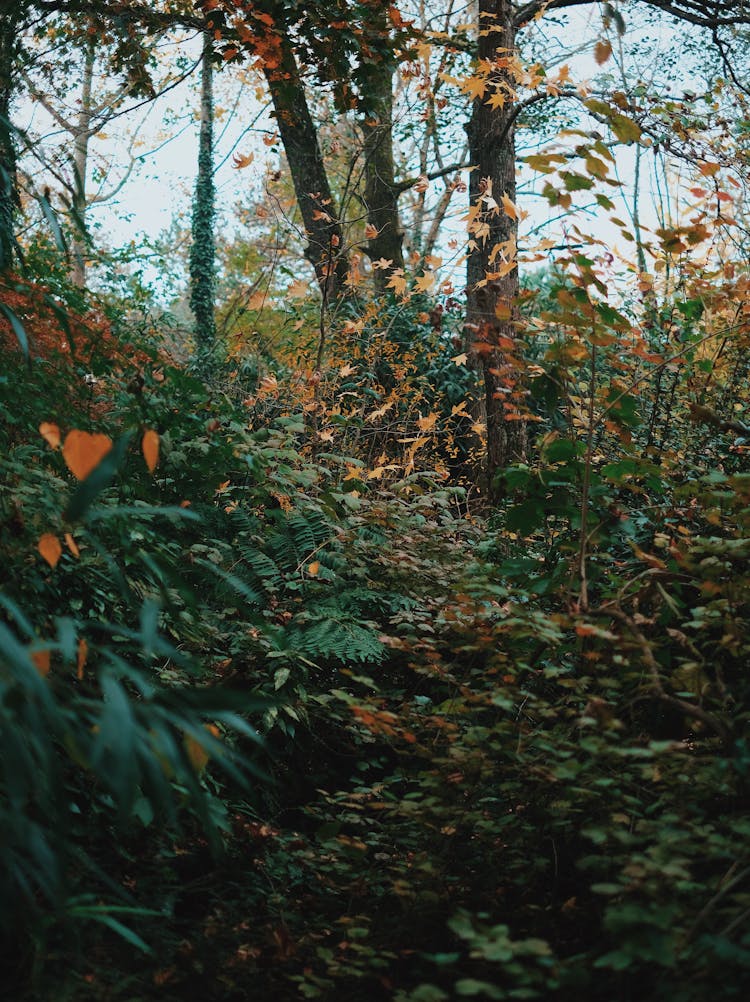 Falling Leaves In The Autumn Forest 