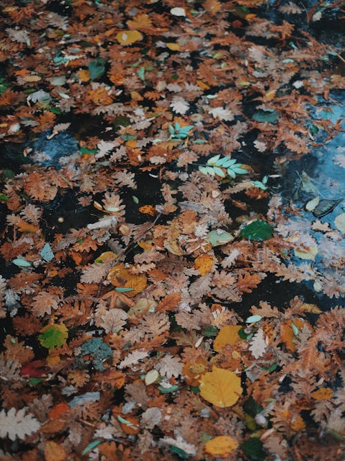 Darmowe zdjęcie z galerii z jesień, latający, liście