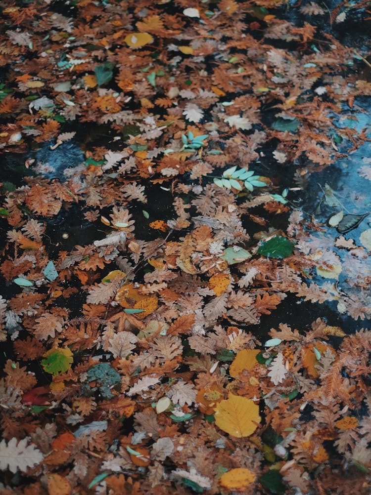 Fallen Leaves Floating On Water Surface