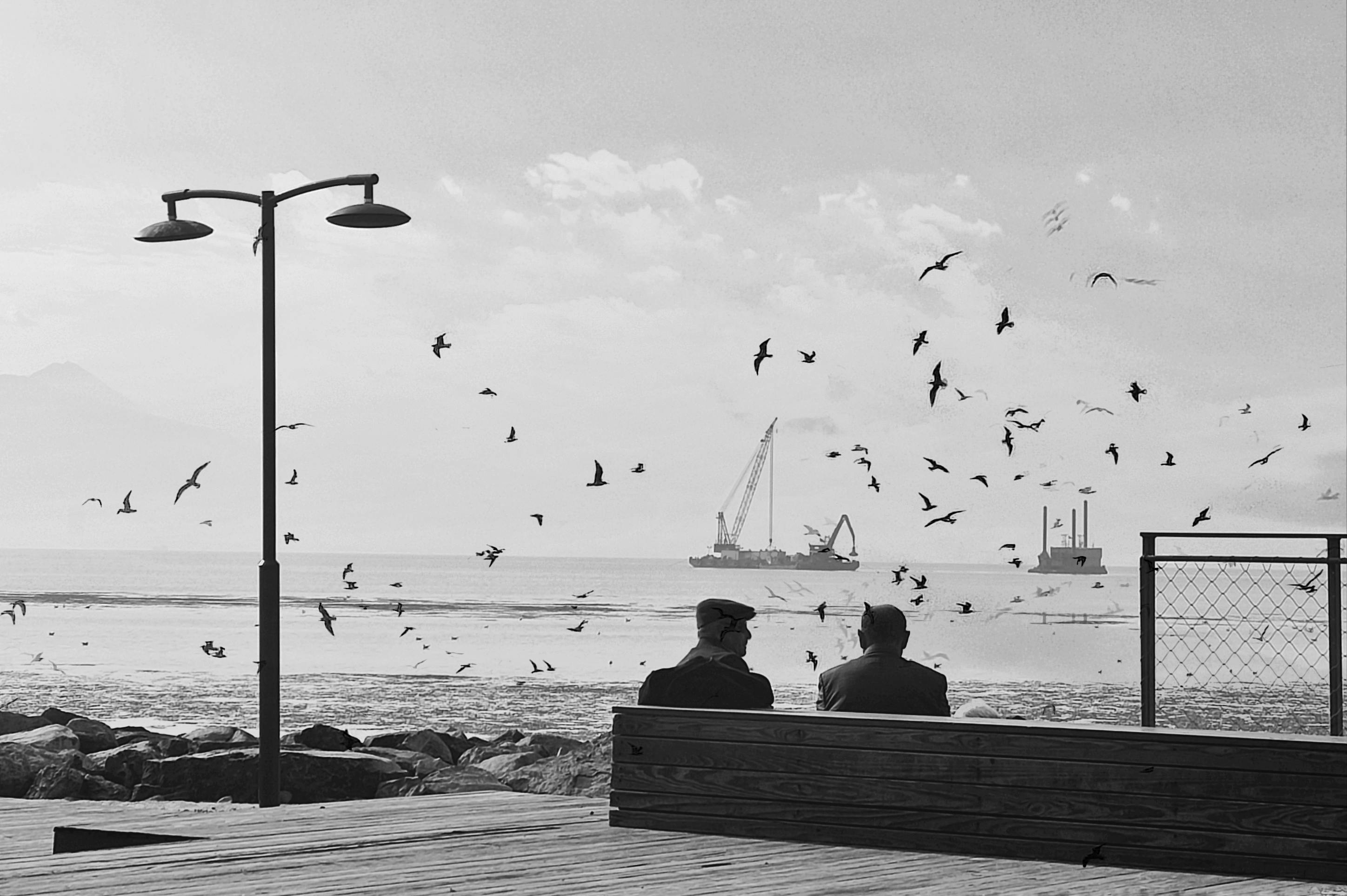 Two men sit by a harbor with seagulls flying around and ships in the distance.