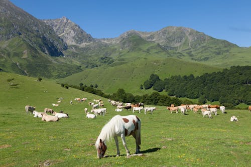 一群動物, 夏天, 奶牛 的 免费素材图片