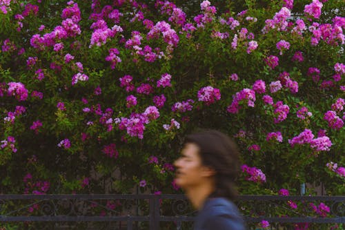 Man Passing by the Bougainvillea Flowers 