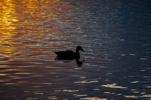 Duck swimming under the sunset