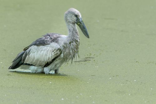 Free A close-up of an Asian Openbill Stork wading through green water, showcasing wildlife in nature. Stock Photo