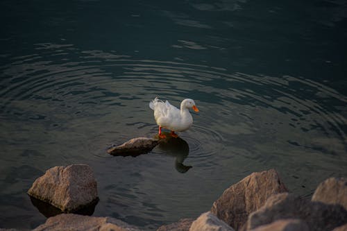 White Duck on Shallow Water