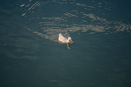 Pato nadando reflejo