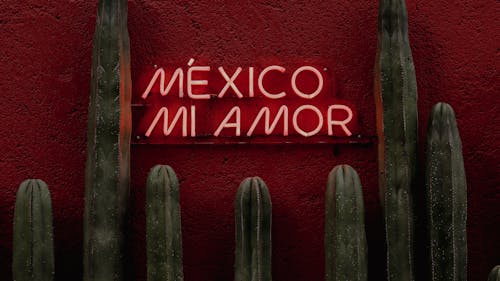 Kostenloses Stock Foto zu kaktus, mexiko mi amor, neon