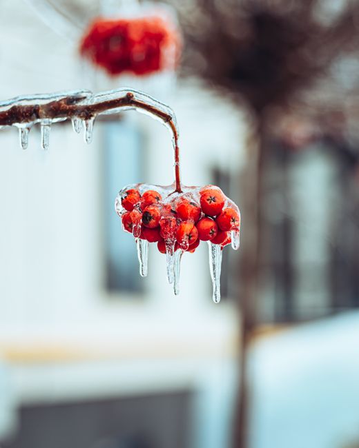 Close-up of frozen red berries with icicles on a branch, capturing the essence of winter.