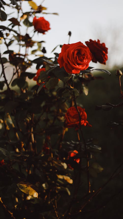 Beautiful Red Roses in Full Bloom