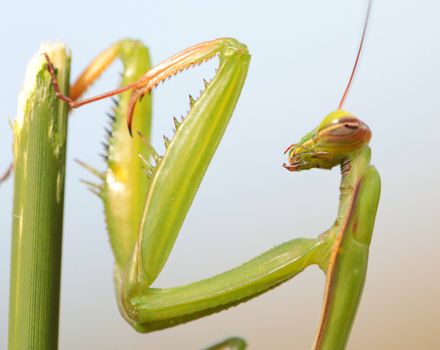 Macro shot of a green praying mantis perched on a plant stem in natural light.