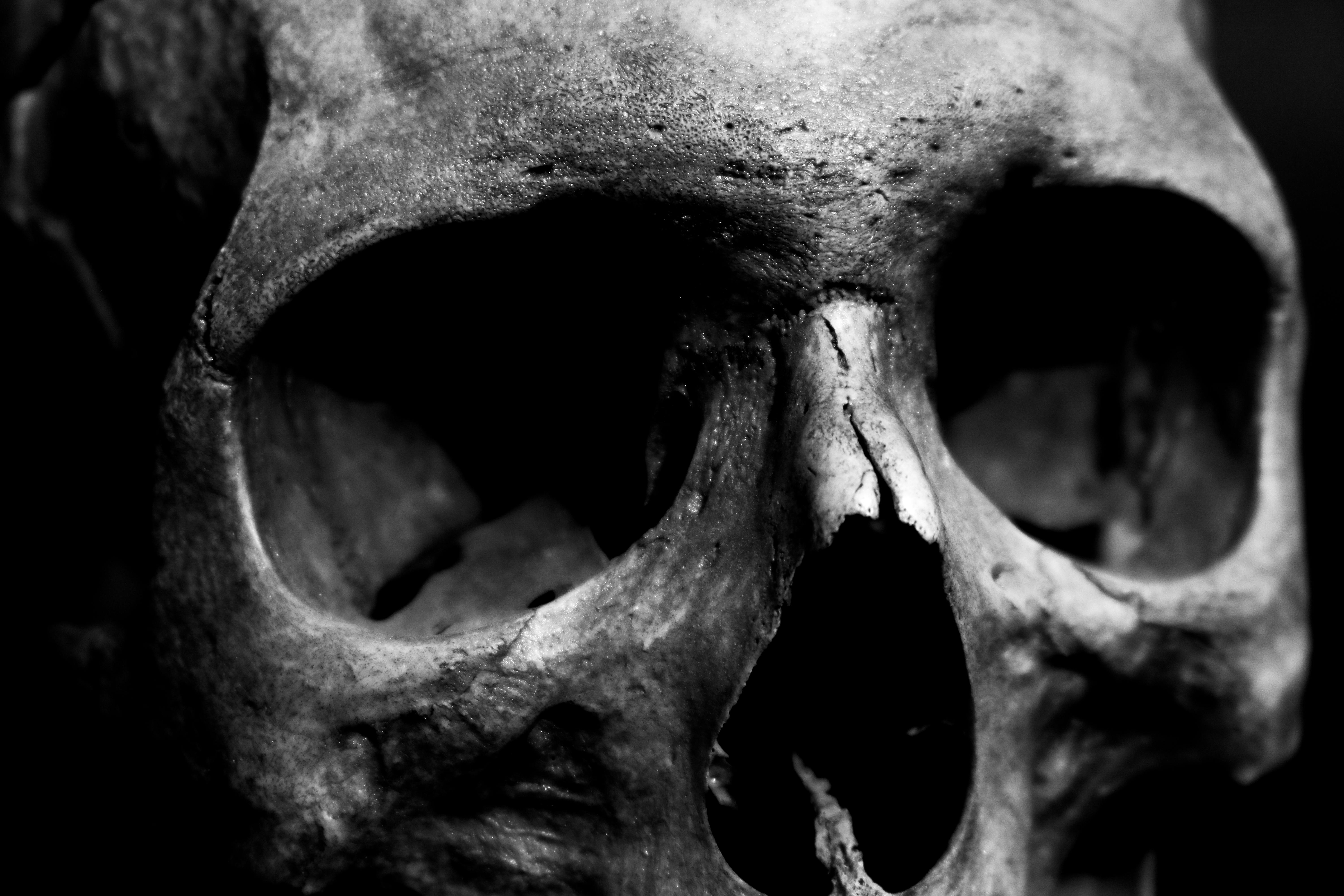 free stock photo of black and white details skull pexels