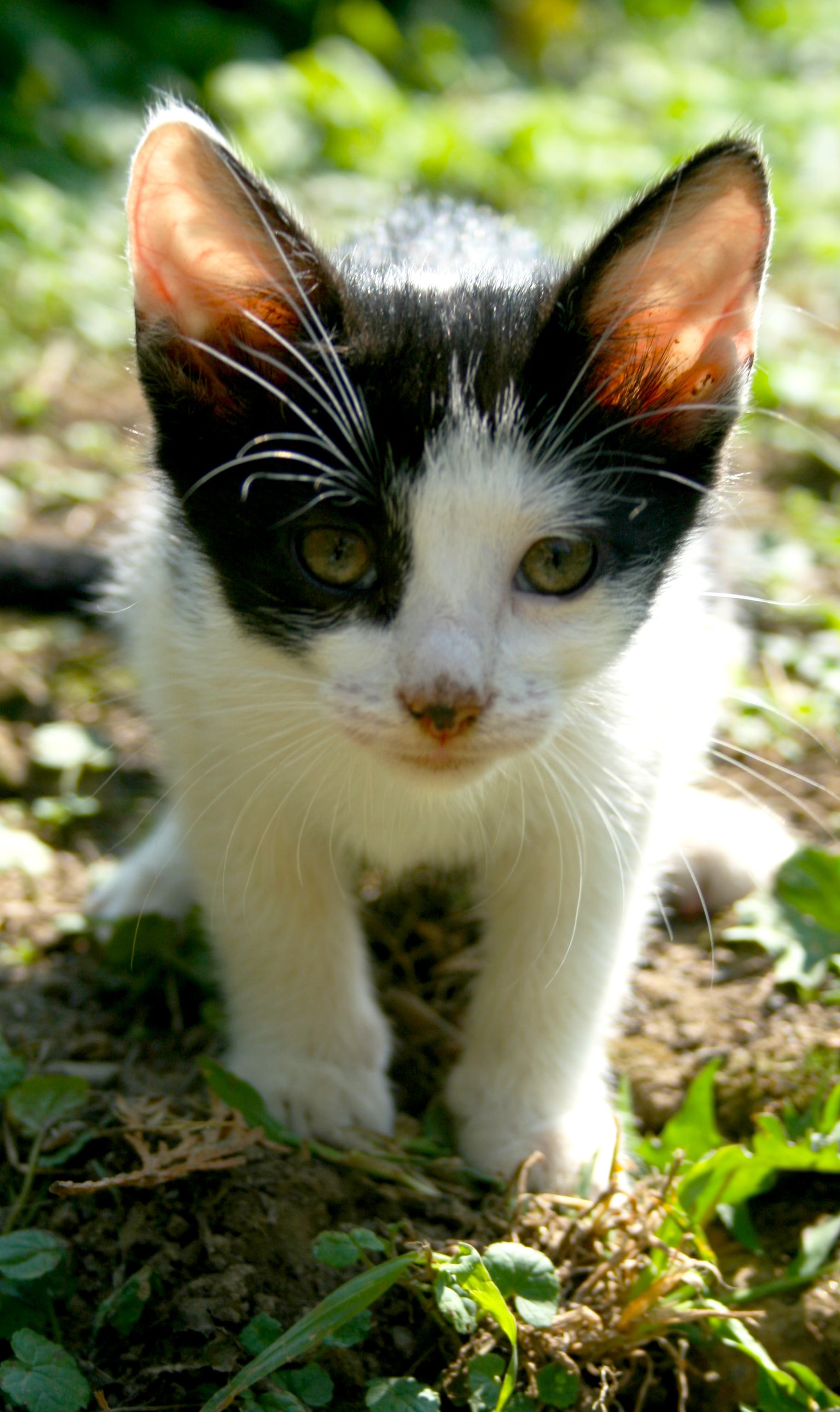最高 猫 画像 かわいい 無料 ガルカヨメ