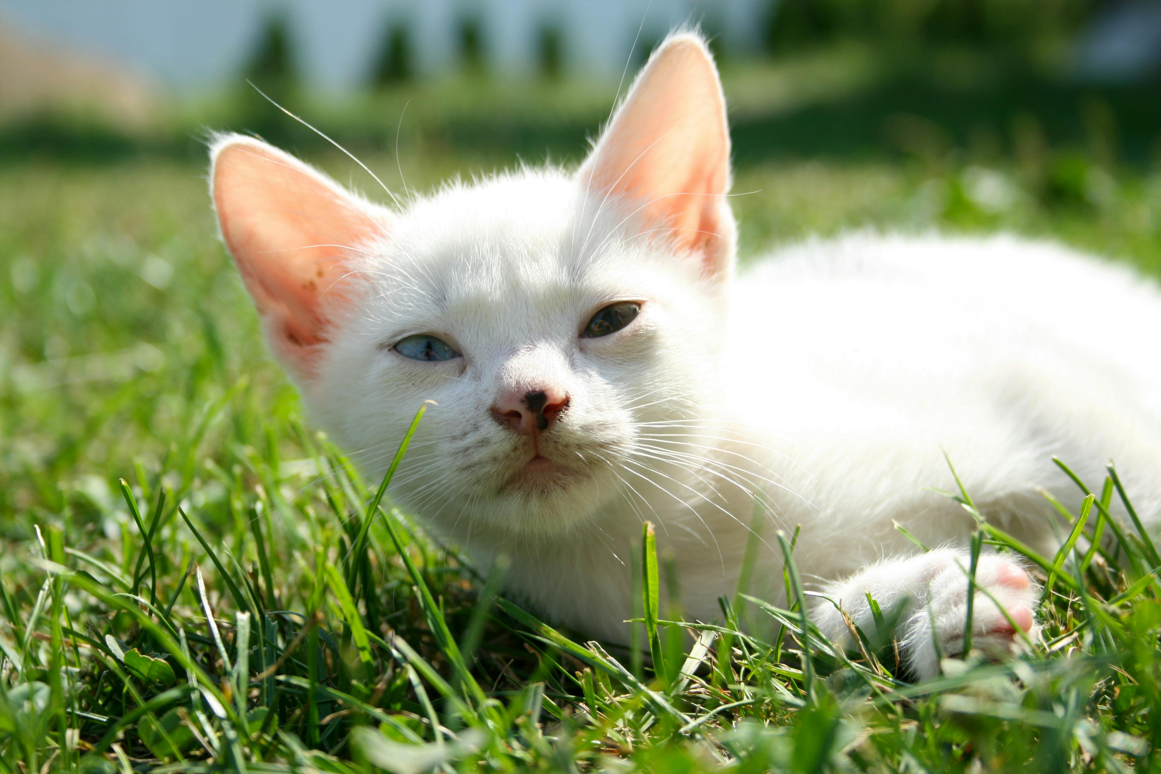 10 Giống Mèo Trắng Đẹp Dễ thương Đáng Yêu Xinh xắn nhất