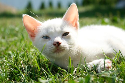 Selektiver Fokus Fotografie Der Weißen Katze