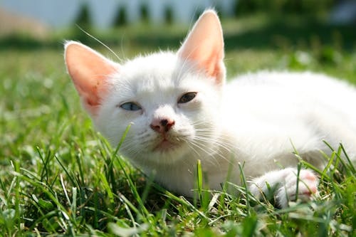 Selectieve Aandacht Fotografie Van Witte Kat