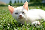 一只可爱的白色异色瞳小猫在阳光明媚的草地上放松，特写镜头
