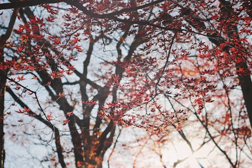 Fotobanka s bezplatnými fotkami na tému červené listy, javorové listy, jeseň