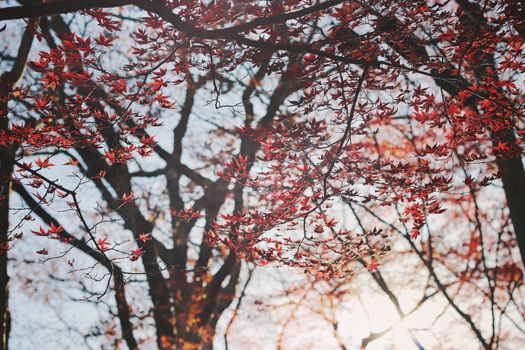 A serene scene of red maple leaves on branches against a clear autumn sky.