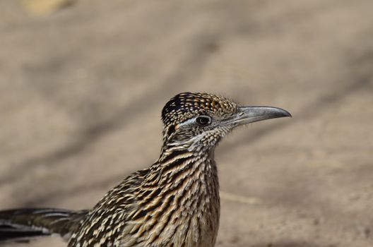 Detailed close-up image of a Greater Roadrunner with blurred natural background.