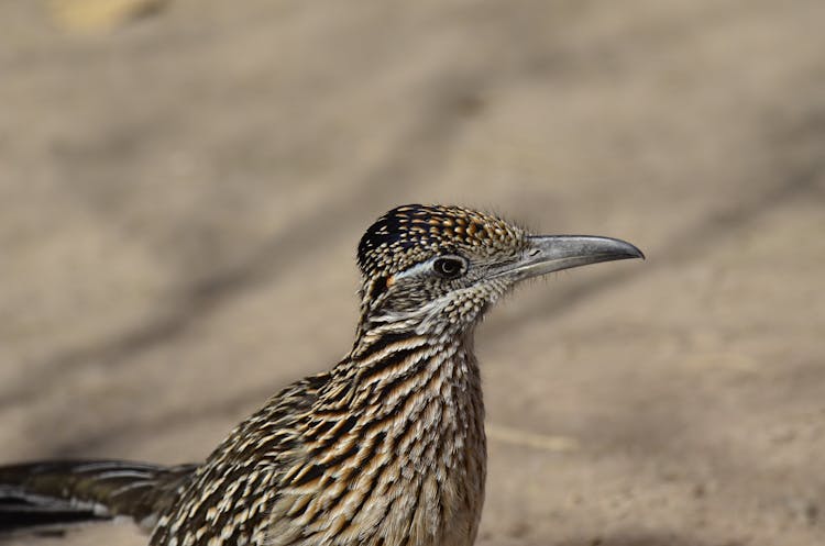 Close-Up Shot Of A Roadrunner 