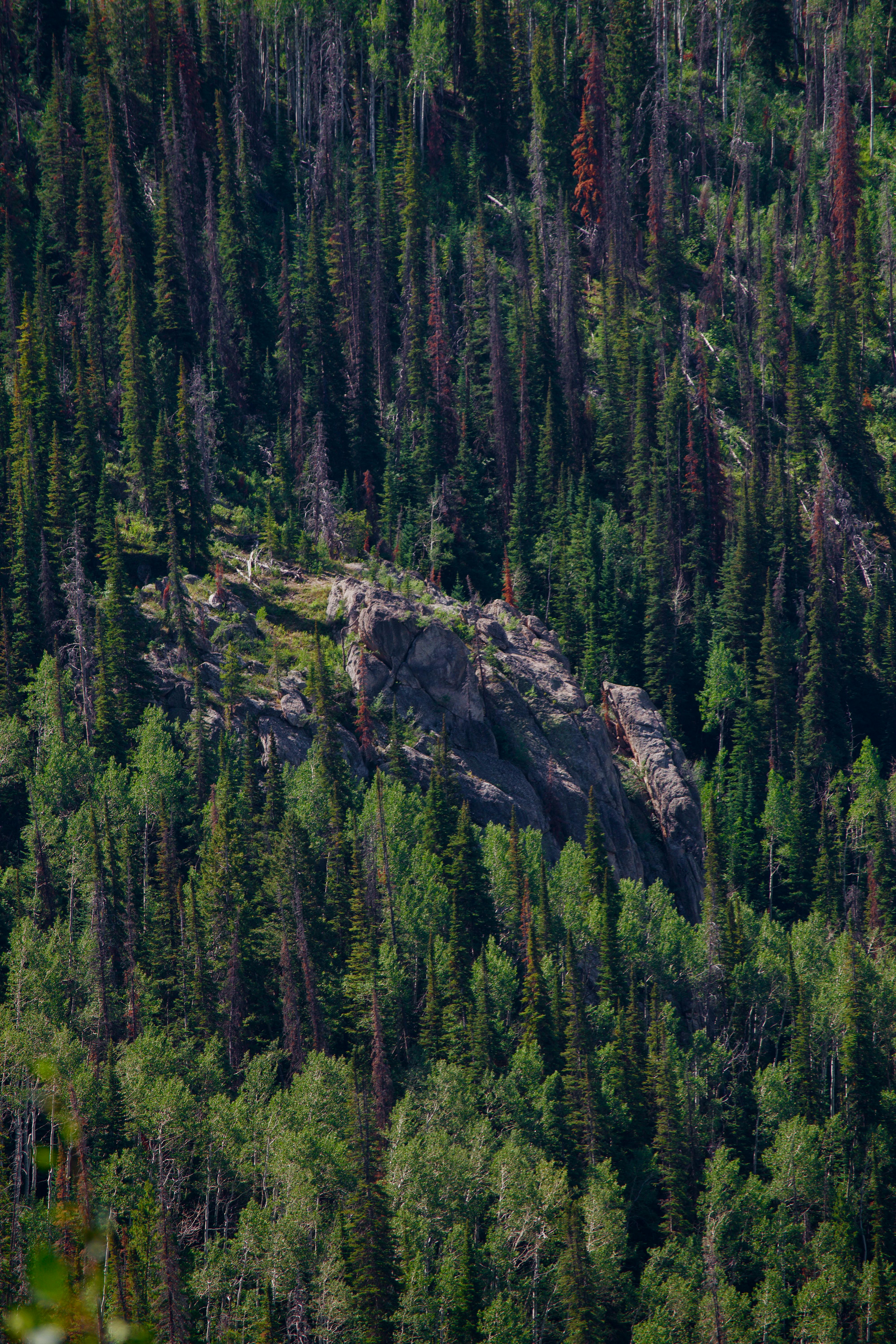 73 以上の無料シュヴァルツヴァルト画像