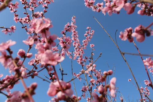 分支機構, 增長, 樱桃树 的 免费素材图片