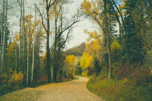 Photos gratuites de @extérieur, arbres, automne
